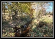 More of Tract 5 - Creek View