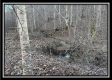Stream View Cabin property photo
