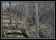 Stream View Cabin property photo