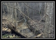 Stream View Cabin property photo