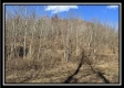 Stream View Cabin property photo