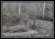 Stream View Cabin property photo