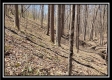Tract 7 - The Views at Siverly Ridge property photo