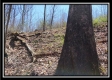 More of Tract 7 - The Views at Siverly Ridge