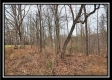 Tract 5 - Scenic Meadows property photo