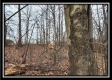 Tract 5 - Scenic Meadows property photo