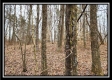 Tract 5 - Scenic Meadows property photo
