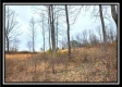 Tract 5 - Scenic Meadows property photo