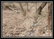 Tract 4 – Scenic Meadows property photo