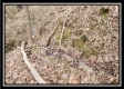 Tract 4 – Scenic Meadows property photo