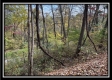 Tract 3 – Possum Trot property photo