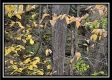 Tract 3 – Possum Trot property photo