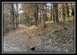 Tract 3 – Possum Trot property photo