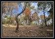 Tract 3 – Possum Trot property photo