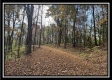 Tract 3 – Possum Trot property photo