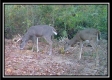 Tract 3 – Possum Trot property photo