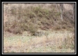 Tract 1 – Scenic Meadows property photo