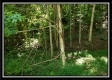 Tiny Cabin on Wayne National Retreat property photo