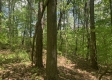 More of Tract 2 - Tennant Acres