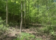 More of Tract 2 - Tennant Acres