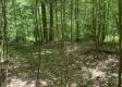 More of Tract 2 - Tennant Acres