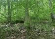 More of Tract 2 - Tennant Acres
