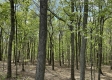 Serenity Woods Cabin at Harrison Road property photo