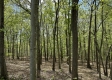 Serenity Woods Cabin at Harrison Road property photo