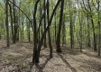 Serenity Woods Cabin at Harrison Road property photo