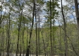Stone Bluff Woods property photo