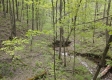 Stone Bluff Woods property photo