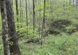 Stone Bluff Woods property photo