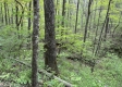 Stone Bluff Woods property photo