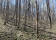 Tract 1 - The Woods at Potts Hill property photo