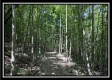 Tract C - The Woods at Tar Hollow property photo