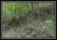 Tract C - The Woods at Tar Hollow property photo