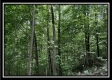 Tract C - The Woods at Tar Hollow property photo
