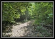 More of Tract C - The Woods at Tar Hollow