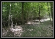 Tract A - The Woods at Tar Hollow property photo