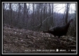 Tract A - The Woods at Tar Hollow property photo