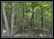 Tract A - The Woods at Tar Hollow property photo
