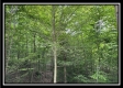 Tract B - The Woods at Tar Hollow property photo