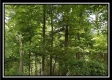 Tract B - The Woods at Tar Hollow property photo