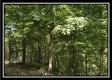 Tract B - The Woods at Tar Hollow property photo
