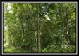 Tract B - The Woods at Tar Hollow property photo