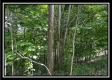 Tract B - The Woods at Tar Hollow property photo