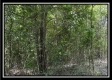 Tract B - The Woods at Tar Hollow property photo