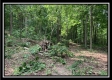 Tract 2 - The Woods at Potts Hill property photo