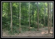 Tract 2 - The Woods at Potts Hill property photo