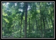 Tract 2 - The Woods at Potts Hill property photo